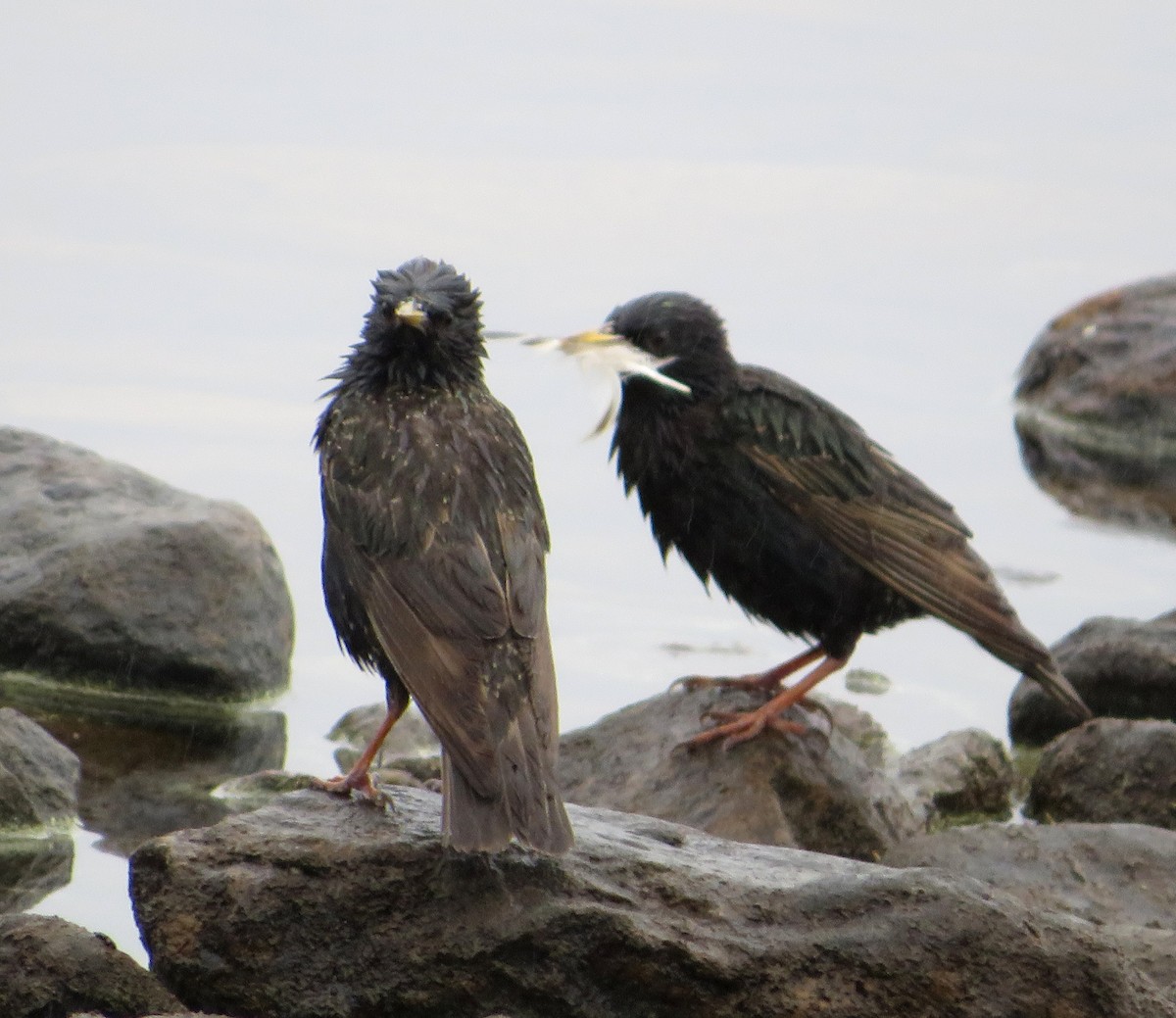 European Starling - ML638373351