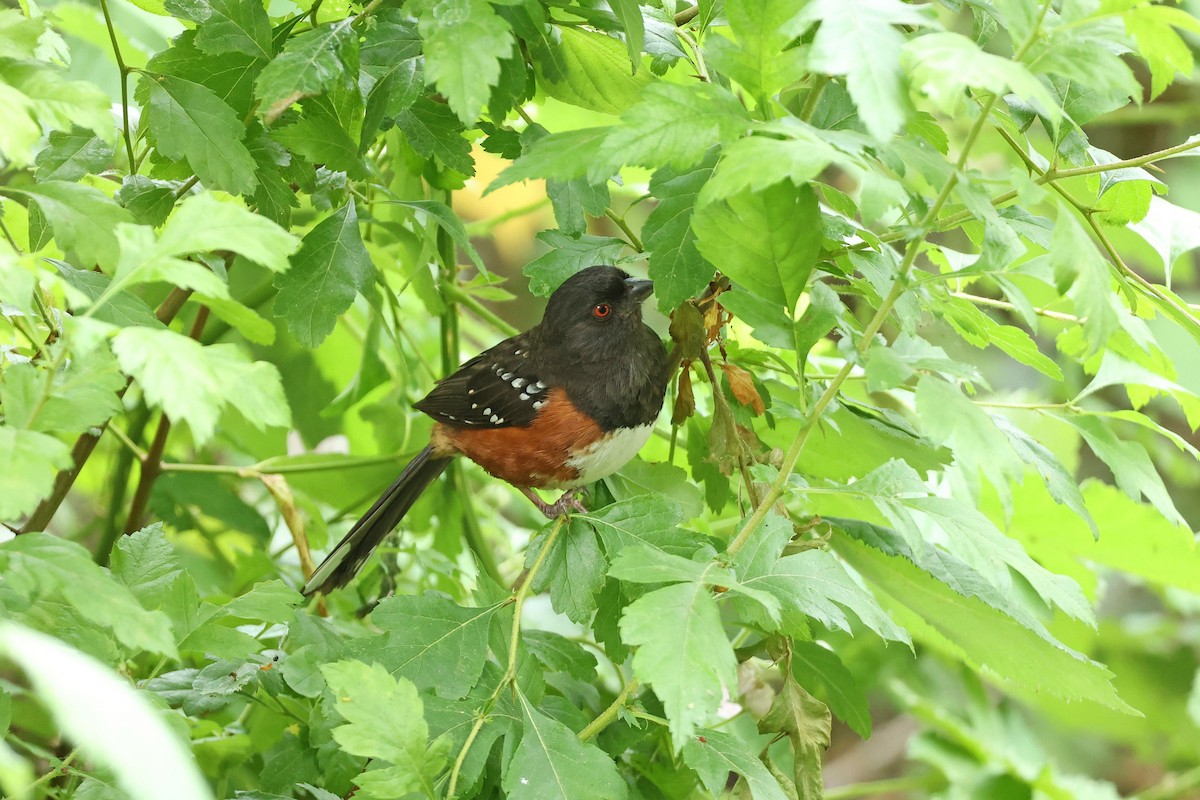 Spotted Towhee - ML638373357