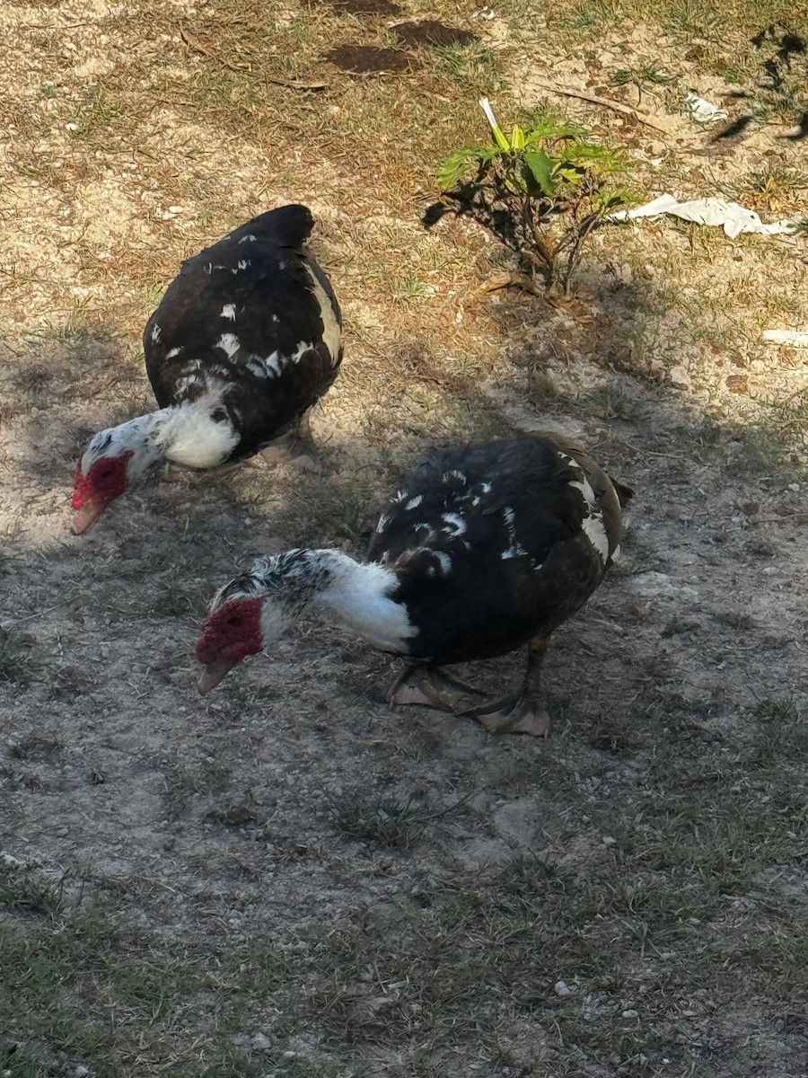 Muscovy Duck (Domestic type) - ML638373358