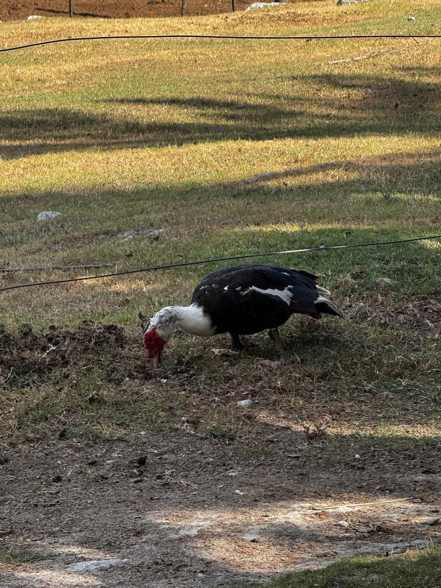 Muscovy Duck (Domestic type) - ML638373359