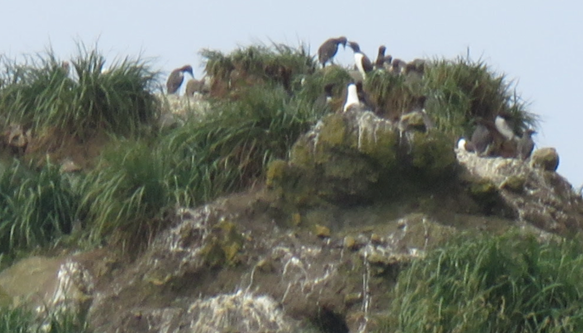 Common Murre - ML638373367