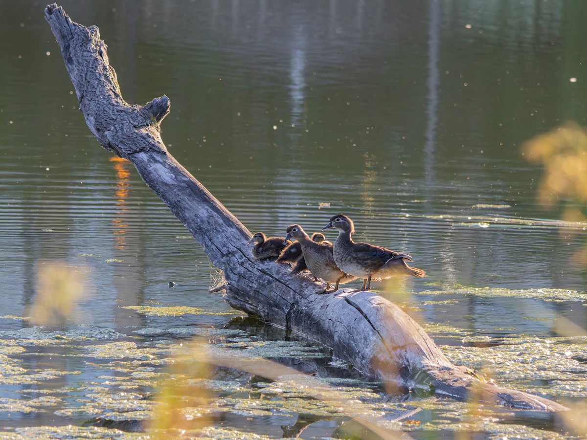 Wood Duck - ML638373369