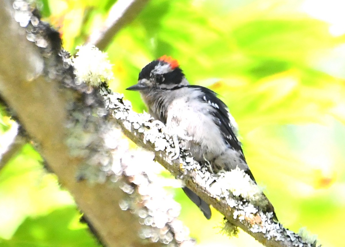 Downy Woodpecker - ML638373371