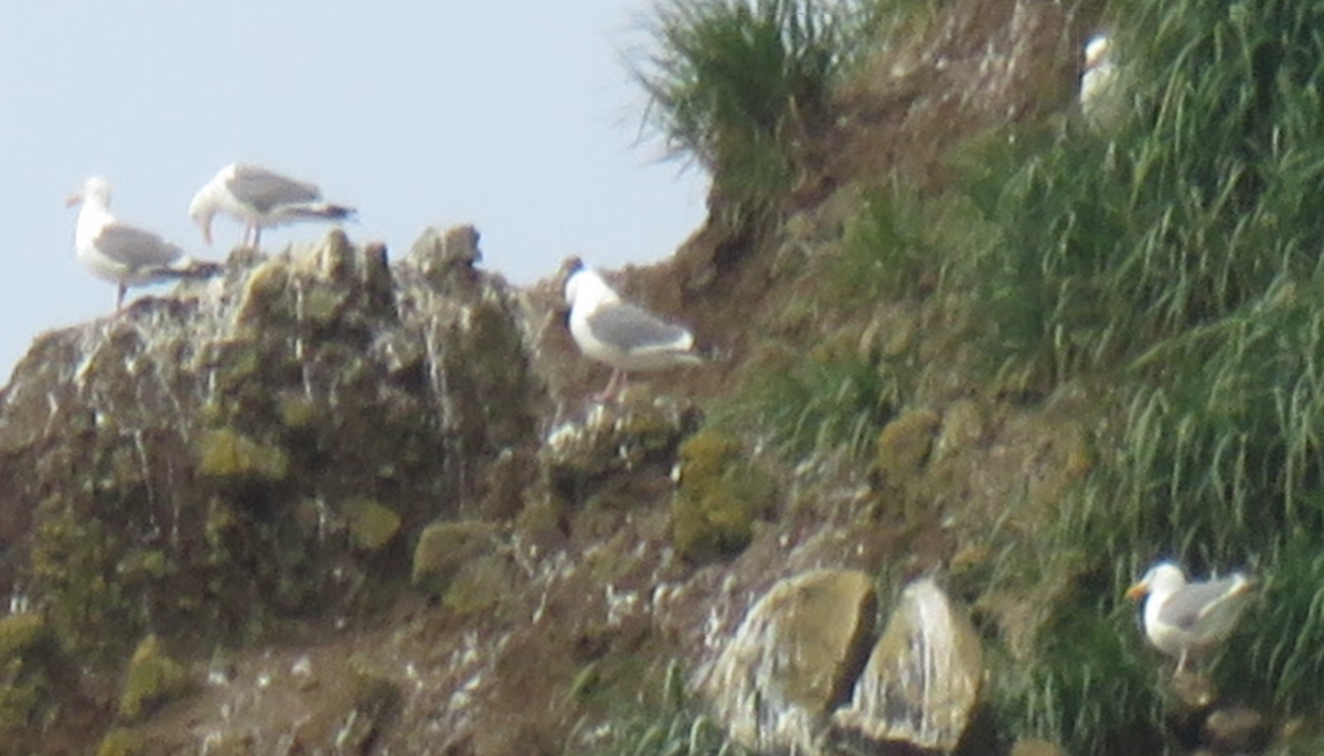 Western Gull - ML638373378