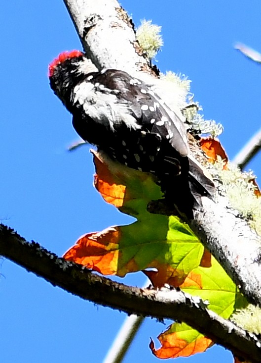 Downy Woodpecker - ML638373385