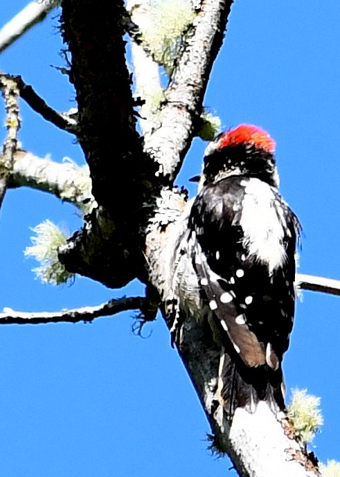 Downy Woodpecker - ML638373391