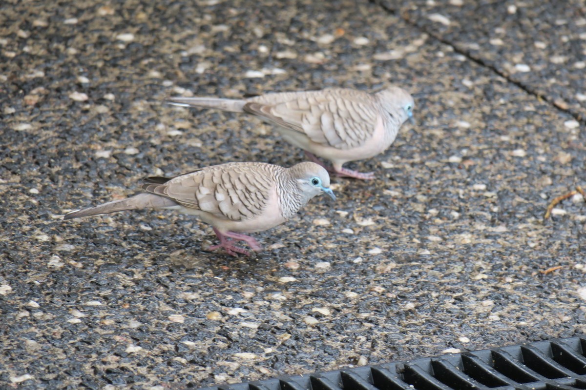 Peaceful Dove - ML638373410