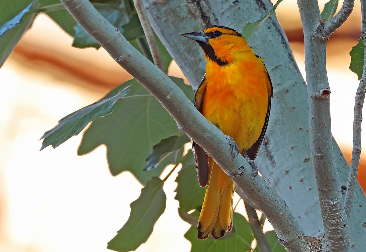 Bullock's Oriole - ML638373428