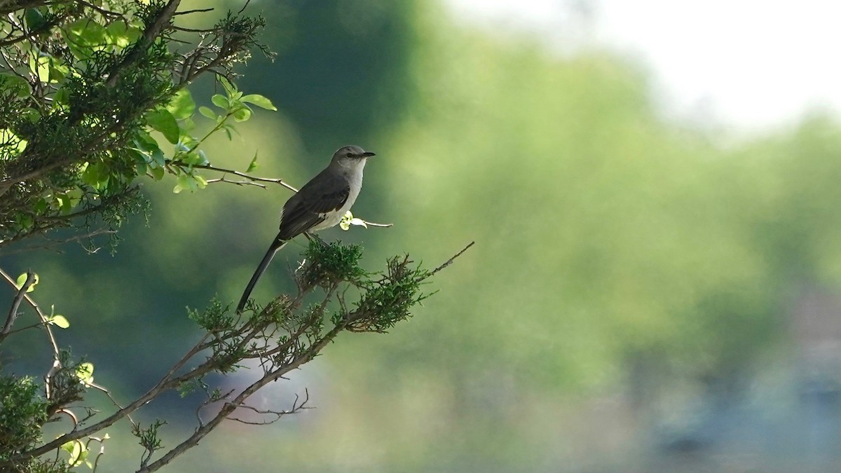 Northern Mockingbird - ML638373429