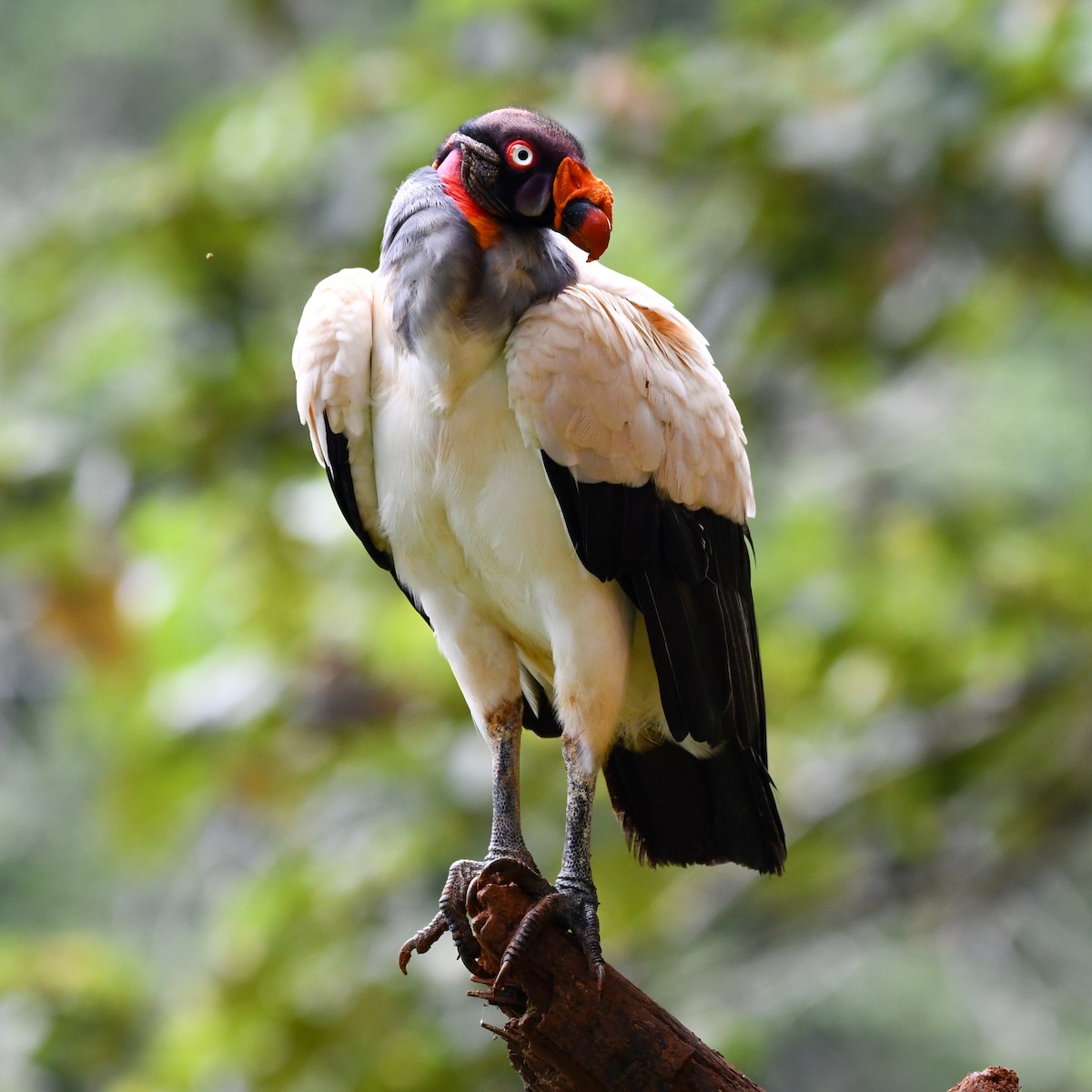 King Vulture - ML638373445