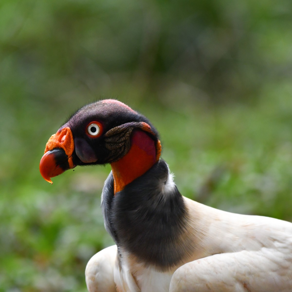 King Vulture - ML638373446