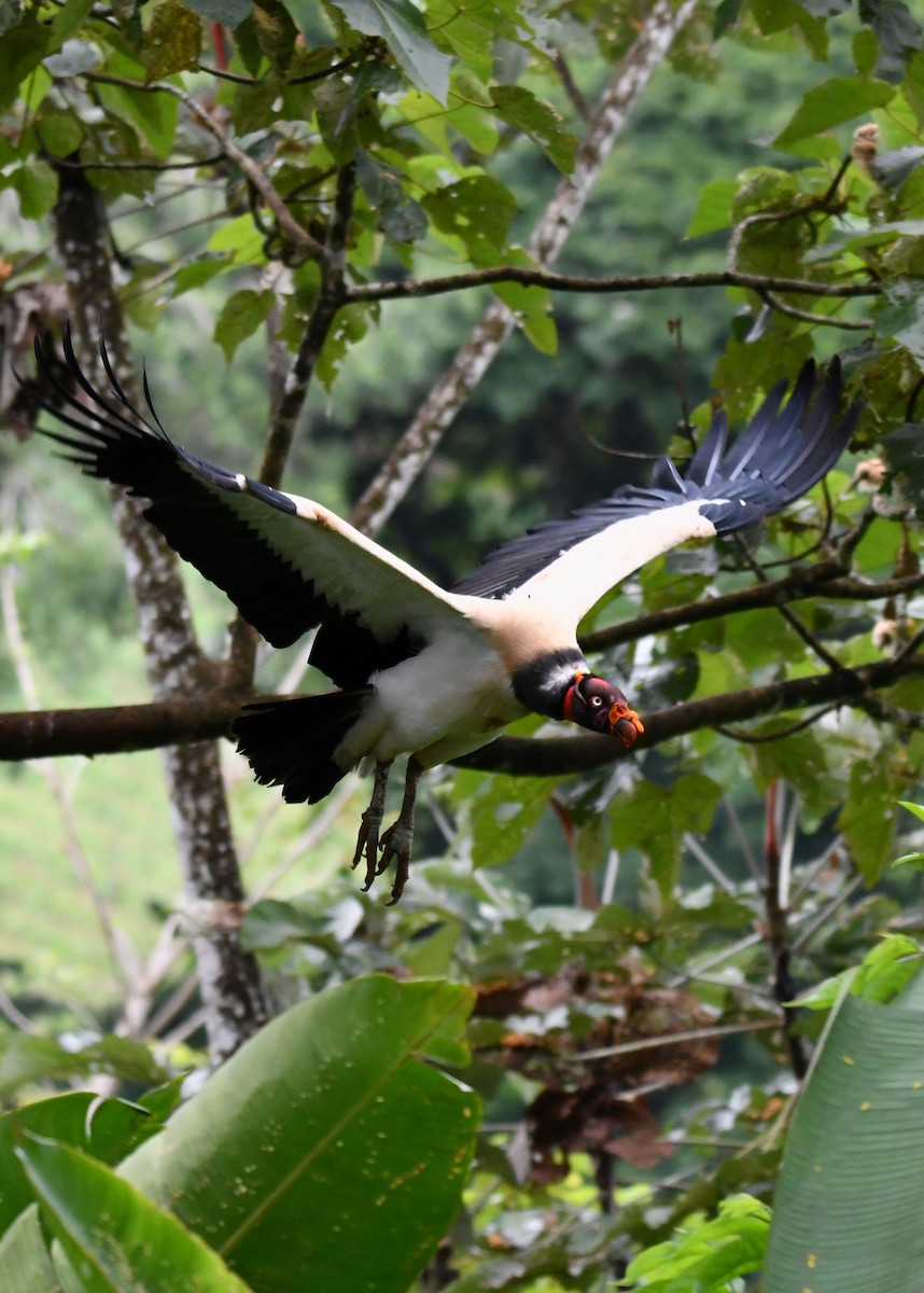 King Vulture - ML638373447