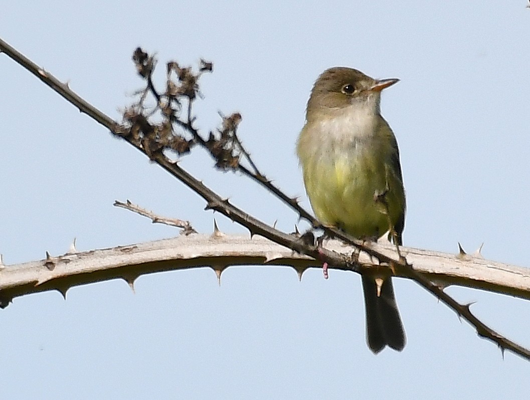 Willow Flycatcher - ML638373456