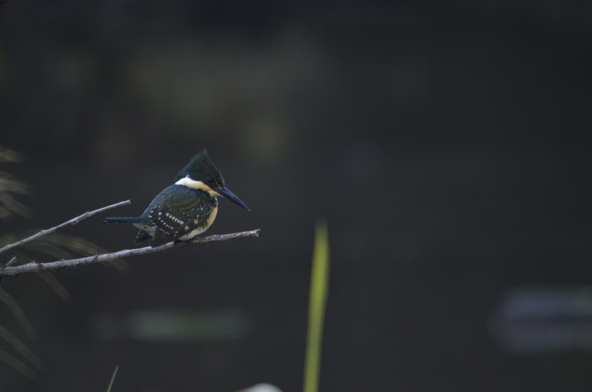 Green Kingfisher - ML638373463