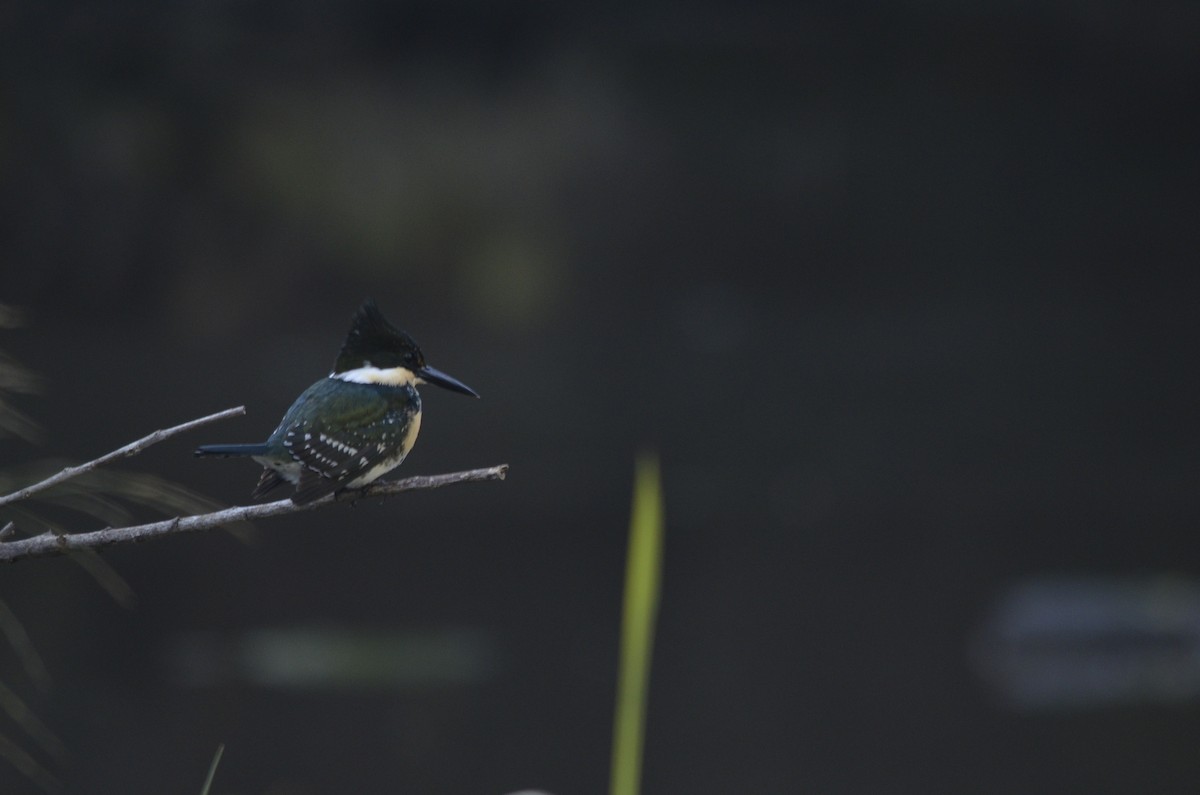 Green Kingfisher - ML638373464
