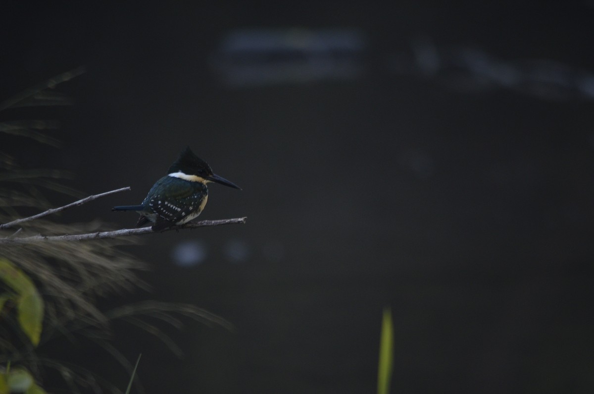 Green Kingfisher - ML638373465