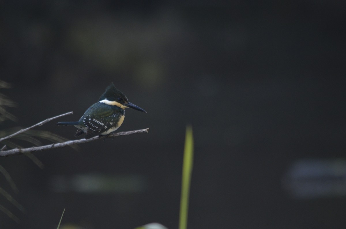 Green Kingfisher - ML638373466