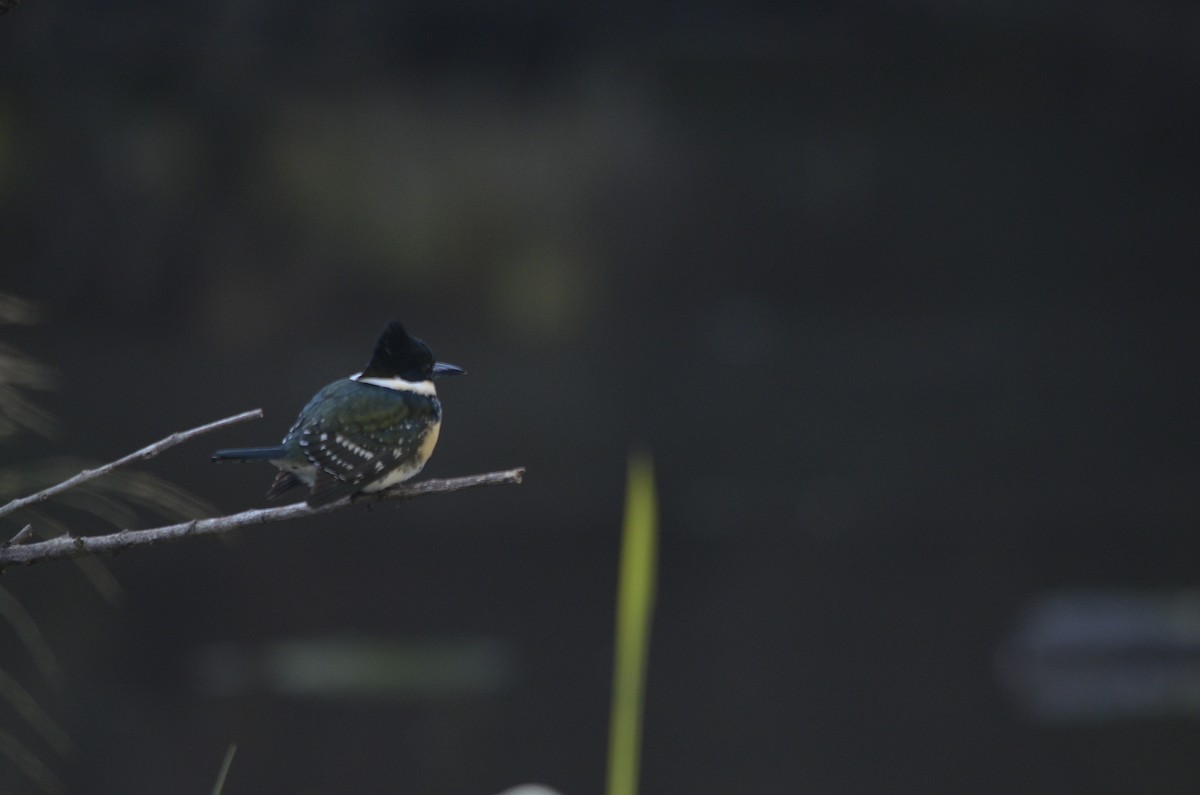 Green Kingfisher - ML638373467