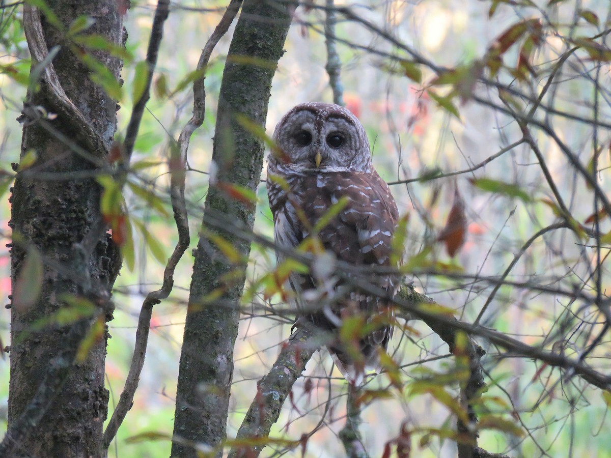 Barred Owl - ML638373469