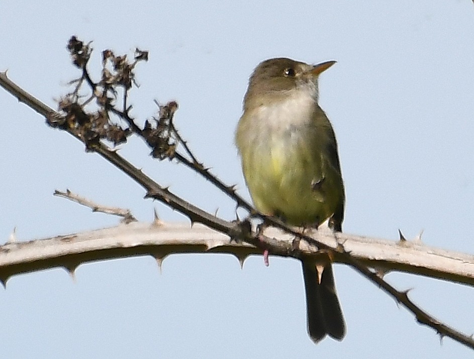 Willow Flycatcher - ML638373473