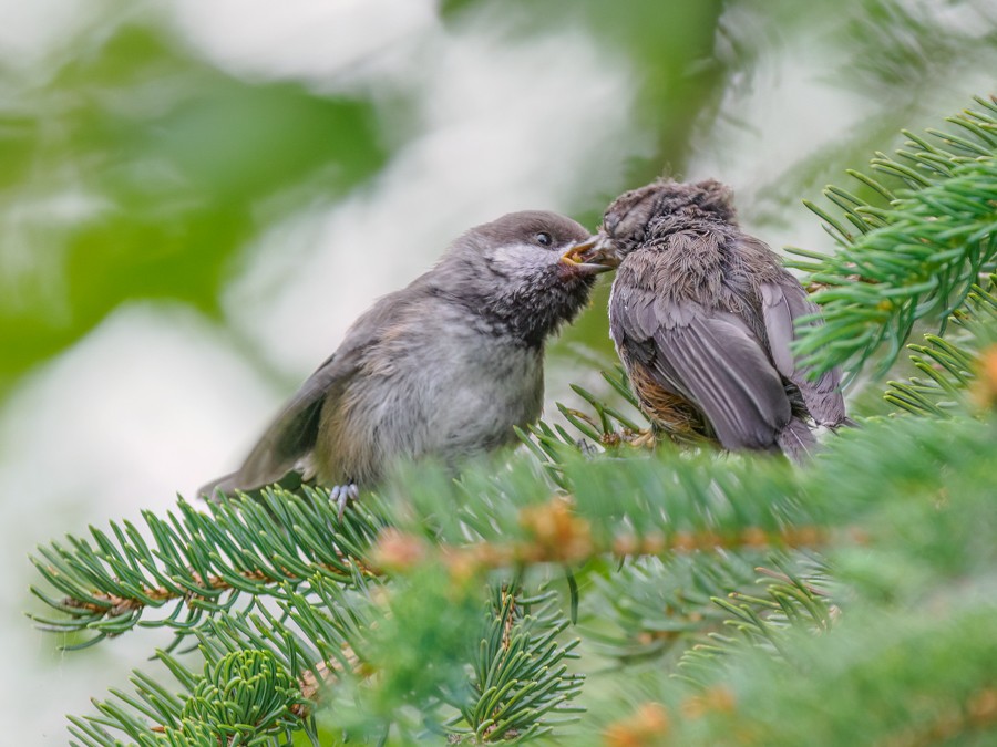 Boreal Chickadee - ML638373475