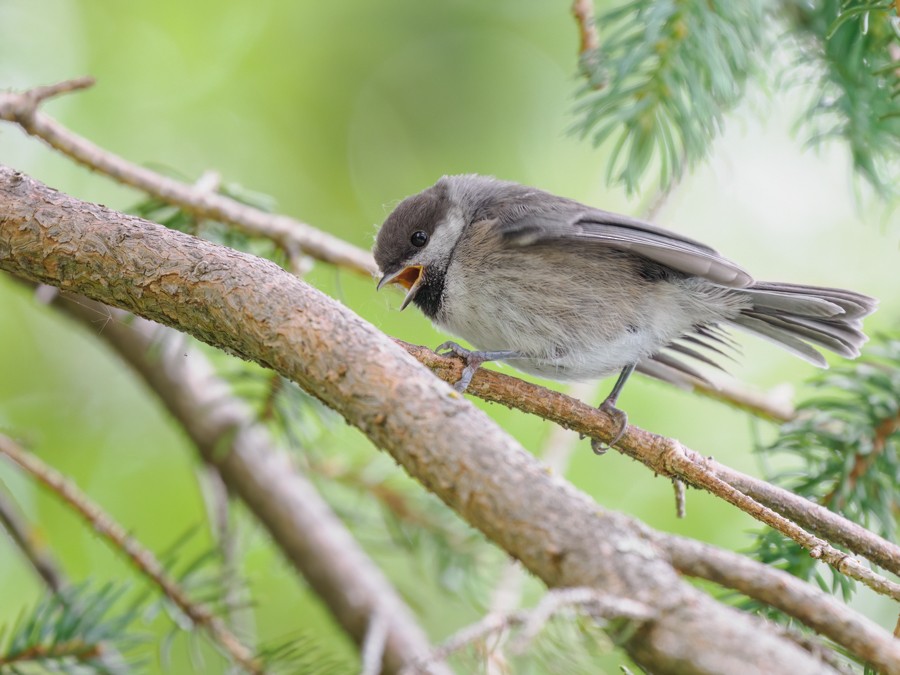 Boreal Chickadee - ML638373476