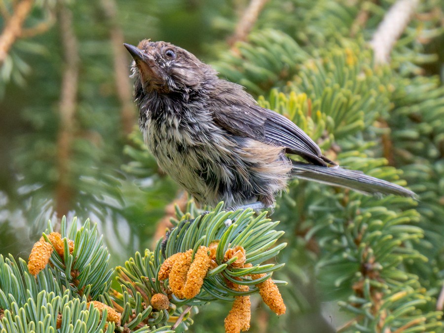 Boreal Chickadee - ML638373478