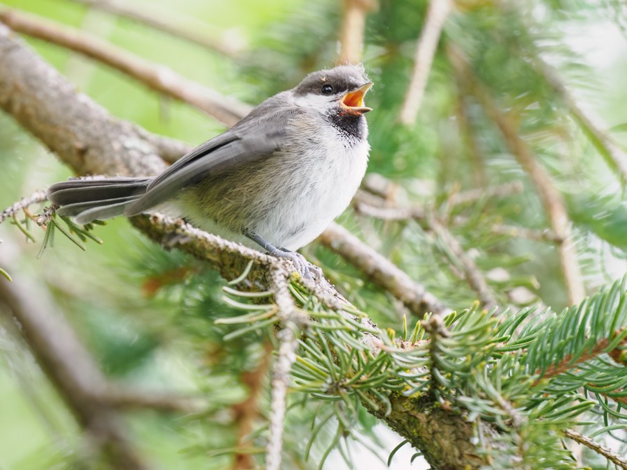 Boreal Chickadee - ML638373479