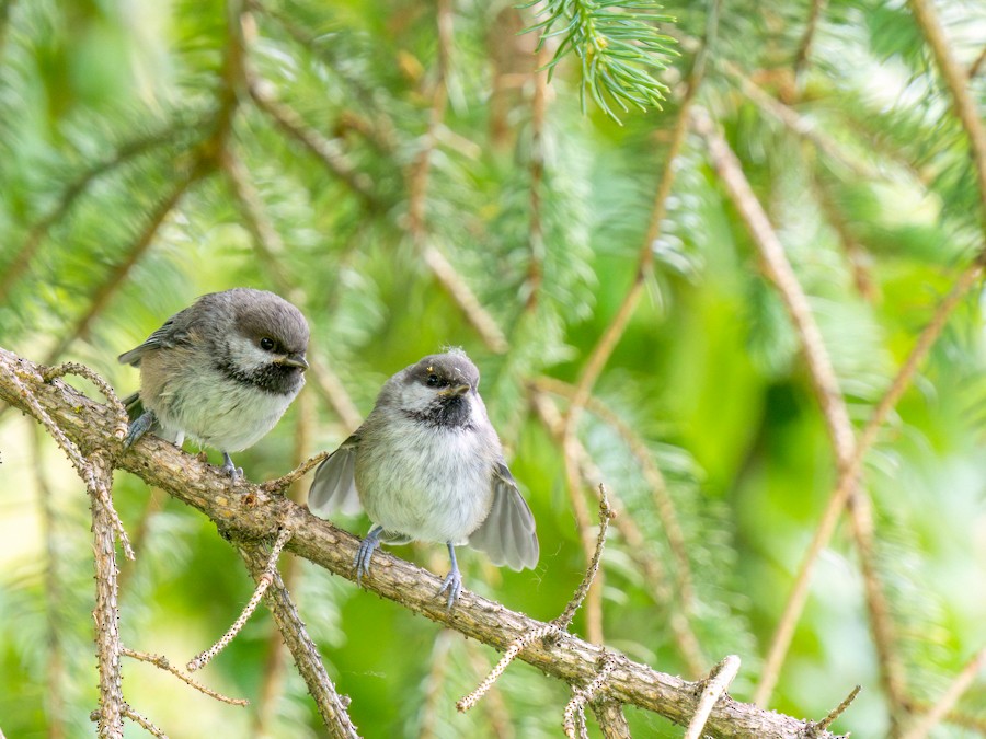 Boreal Chickadee - ML638373480