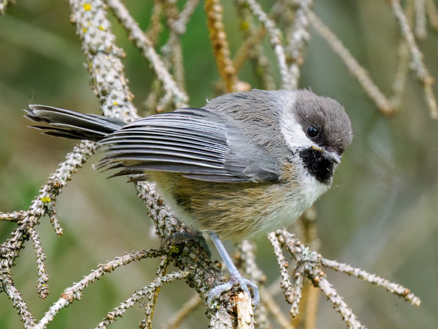 Boreal Chickadee - ML638373481