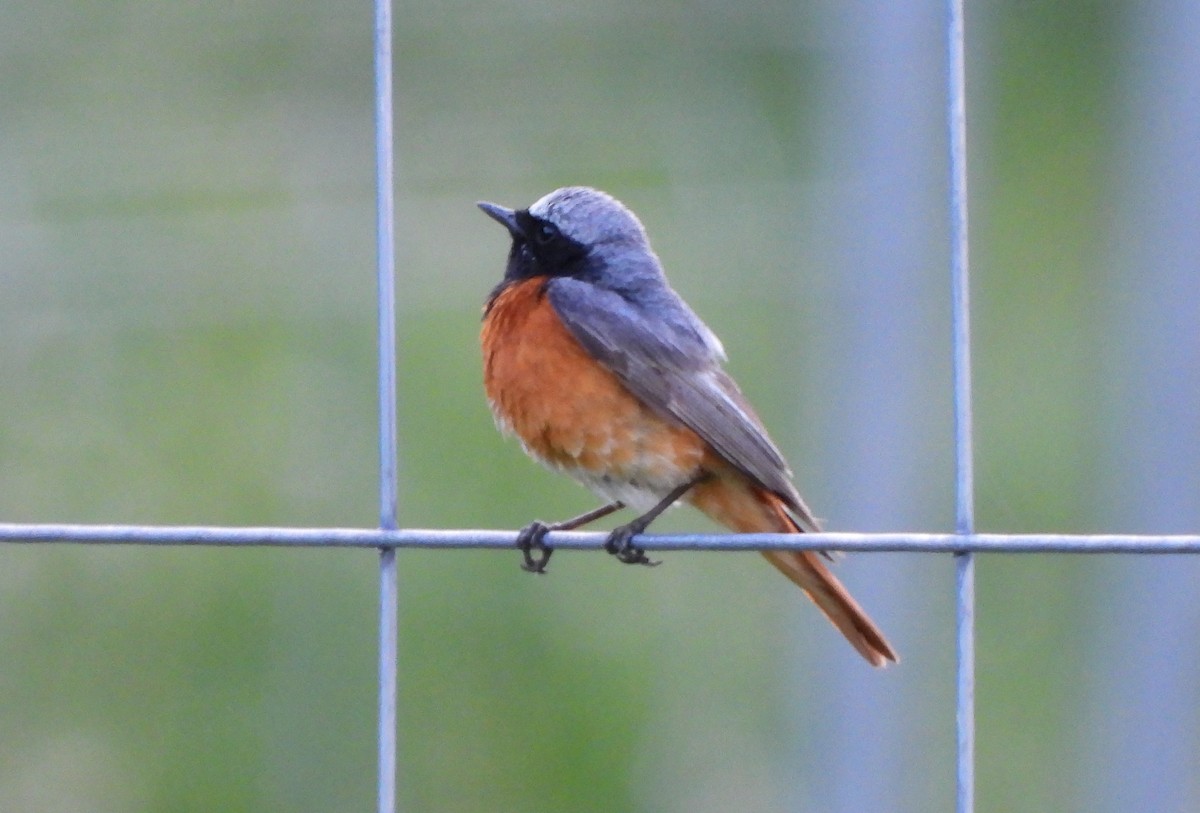 Common Redstart - ML638373486