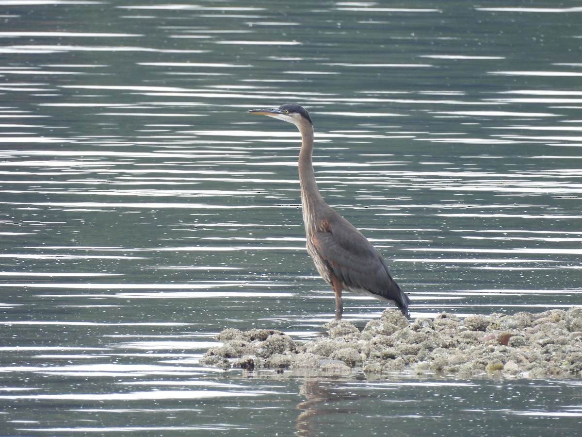 Great Blue Heron - ML638373499
