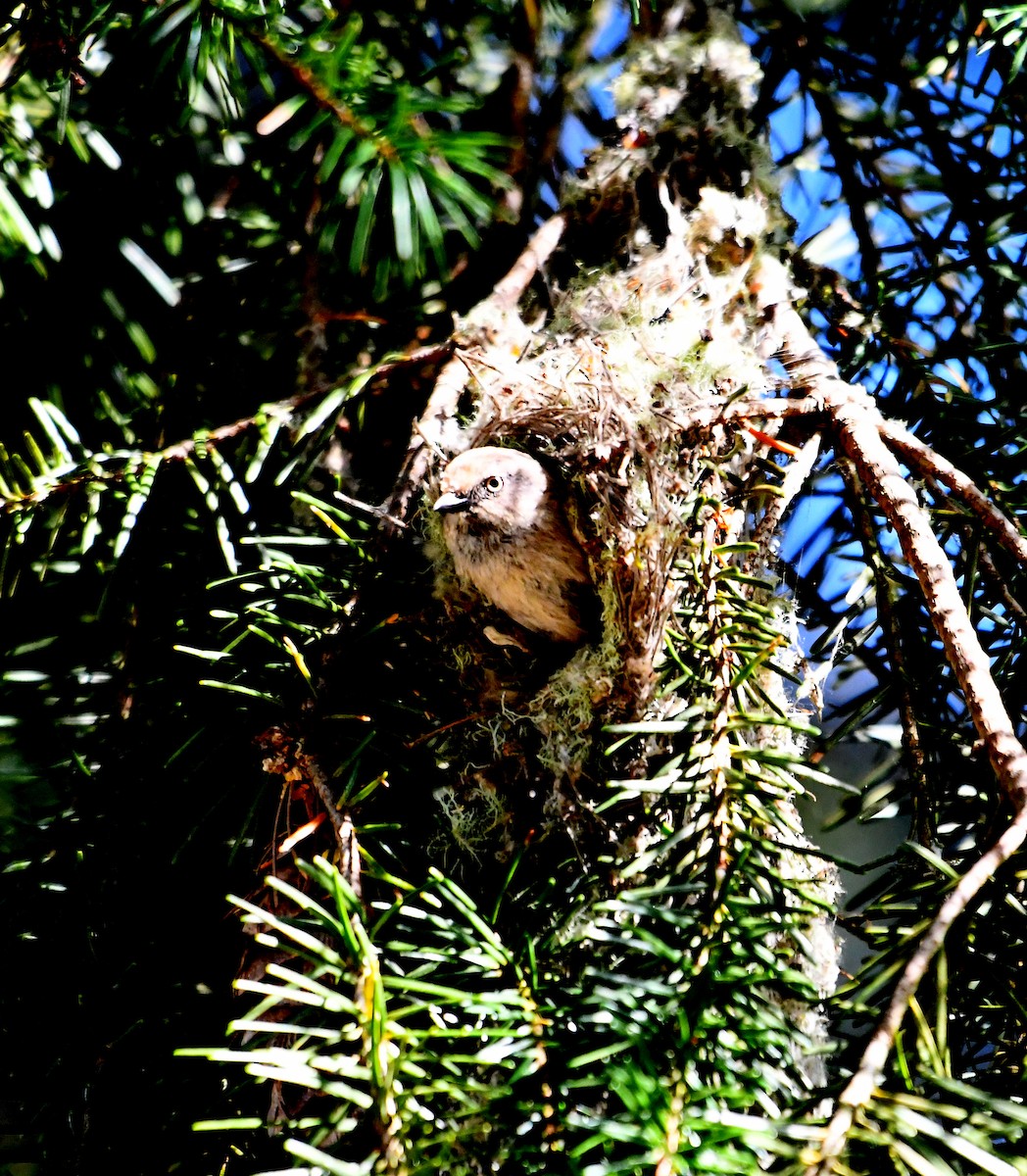 Bushtit - ML638373509
