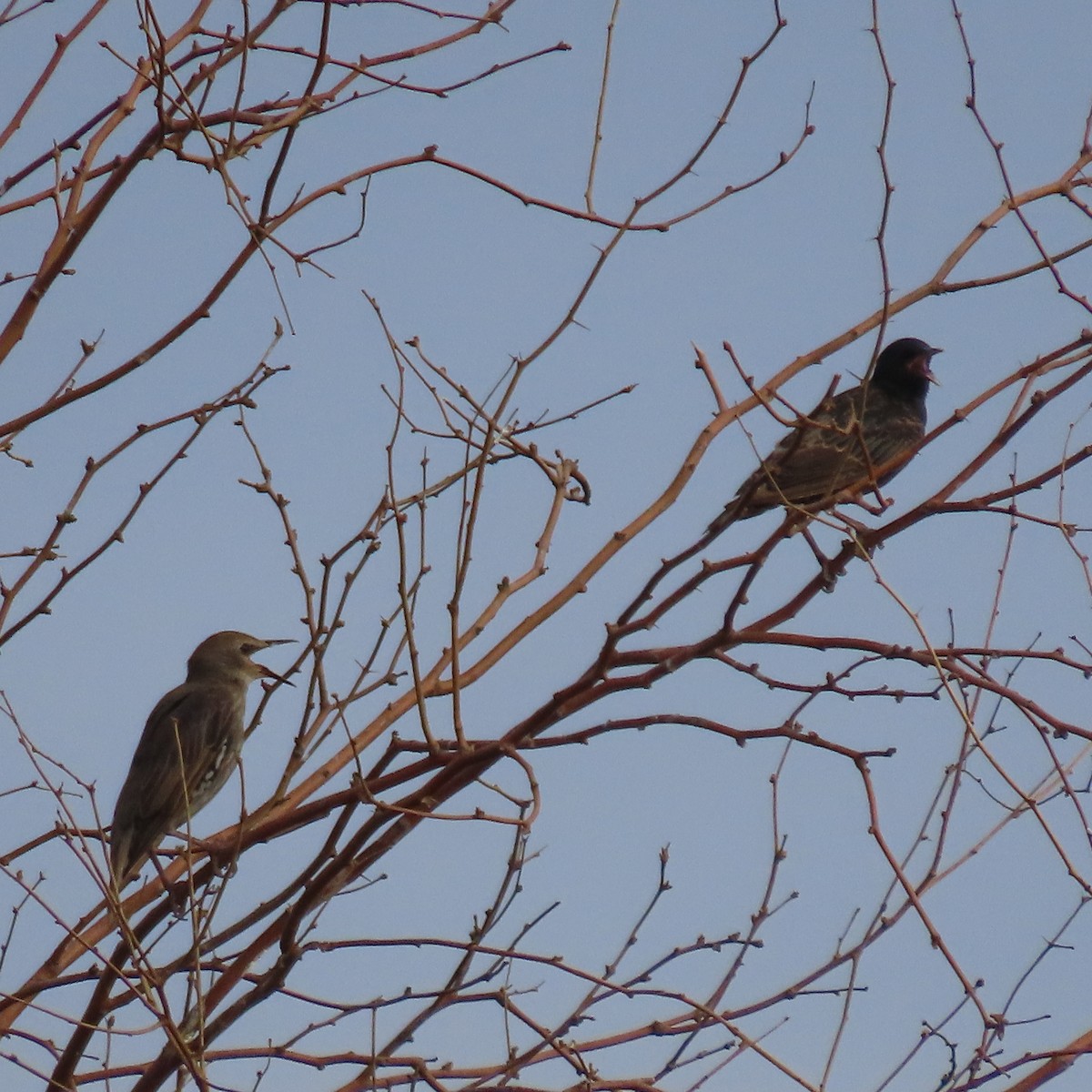 European Starling - ML638373518