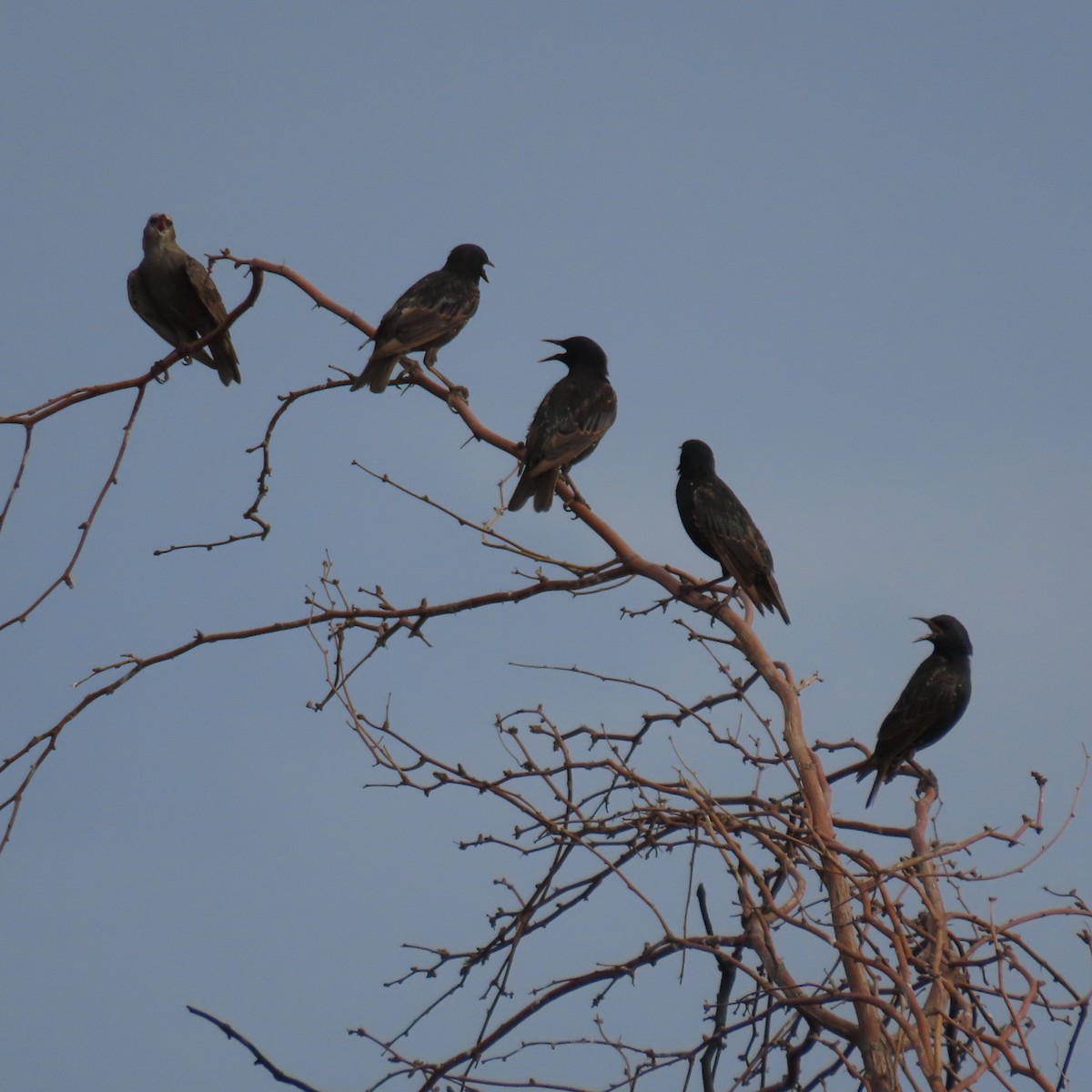 European Starling - ML638373519