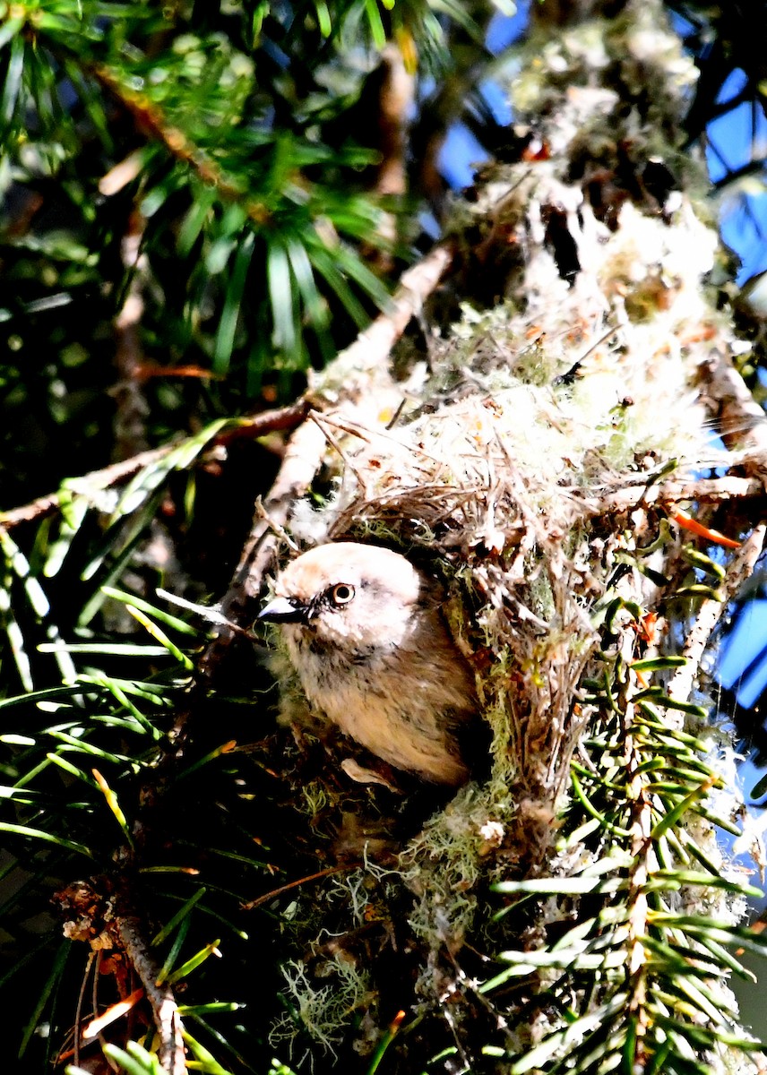 Bushtit - ML638373527