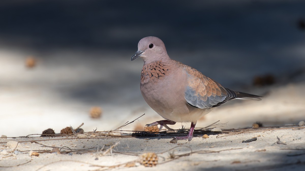 Laughing Dove - ML638373538