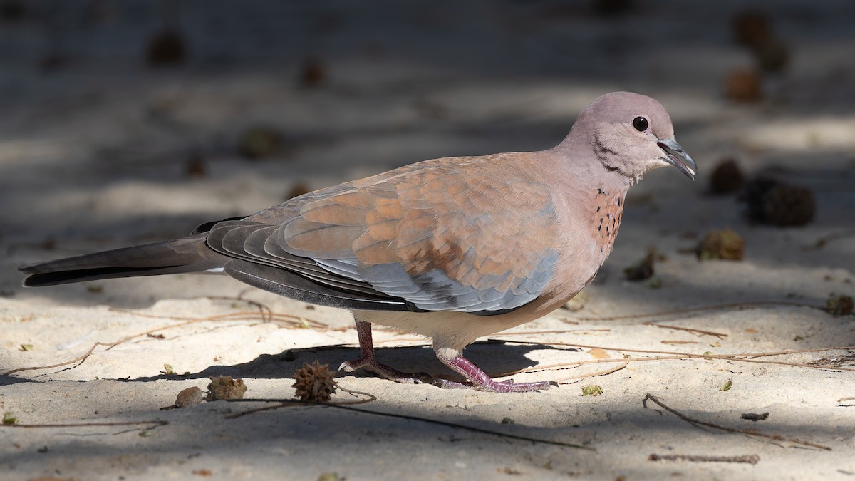 Laughing Dove - ML638373539