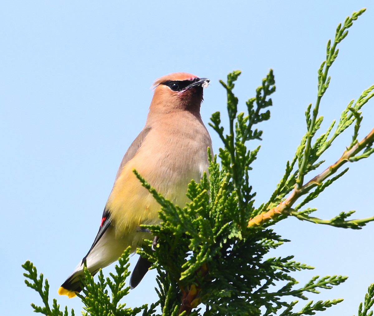 Cedar Waxwing - ML638373541