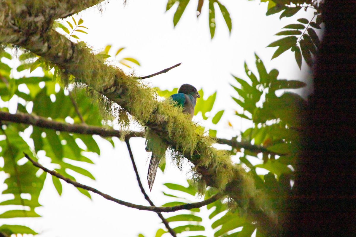 Resplendent Quetzal - ML638373543
