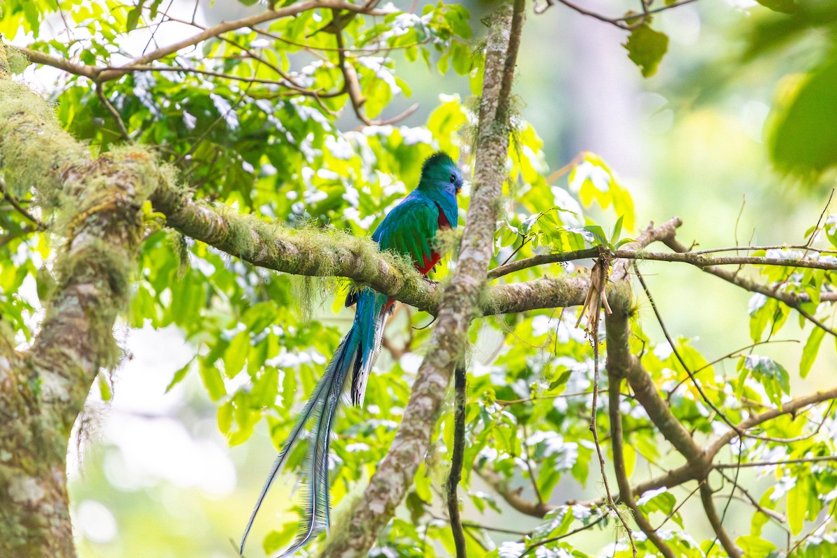 Resplendent Quetzal - ML638373544