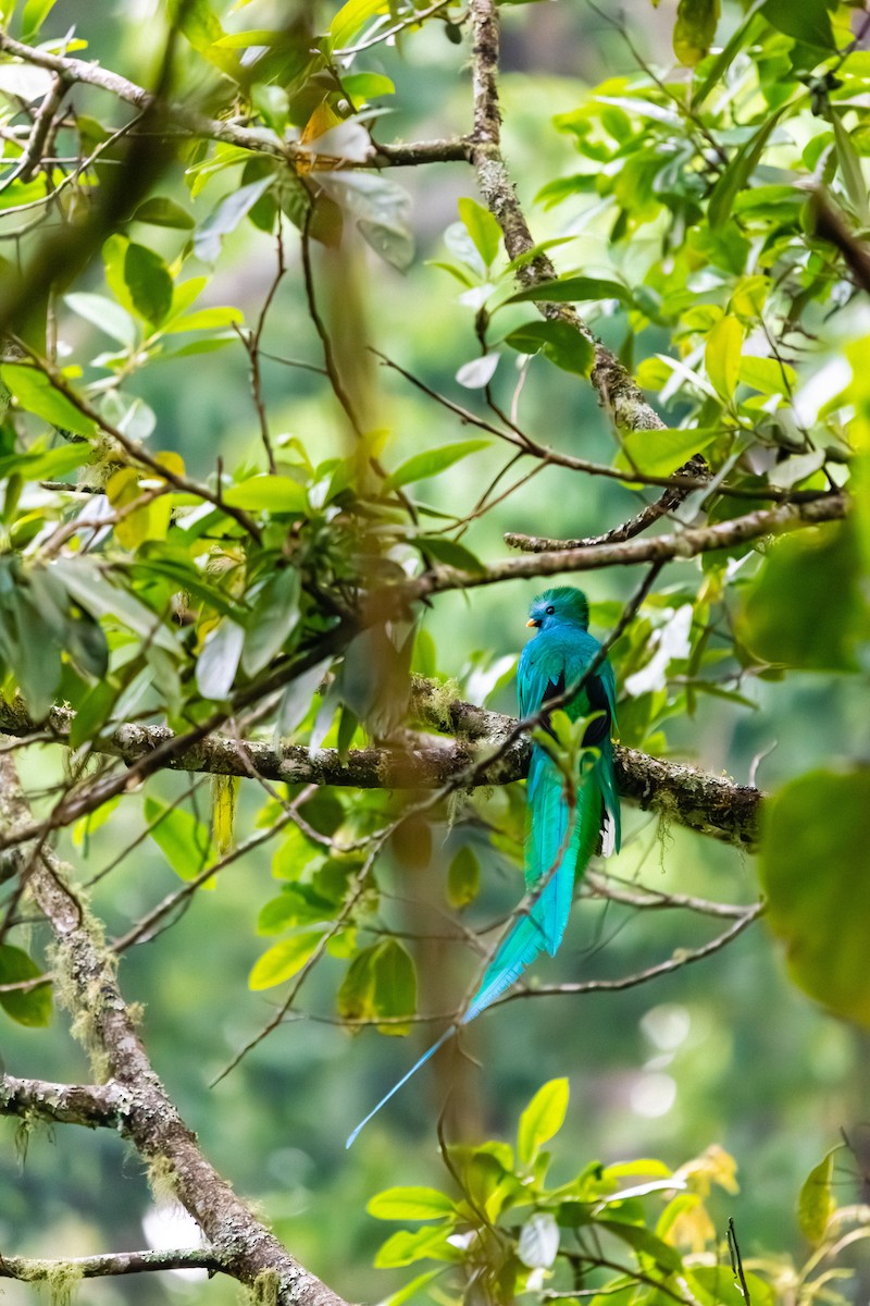 Resplendent Quetzal - ML638373545