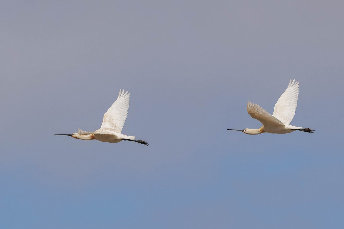 Eurasian Spoonbill - ML638373546