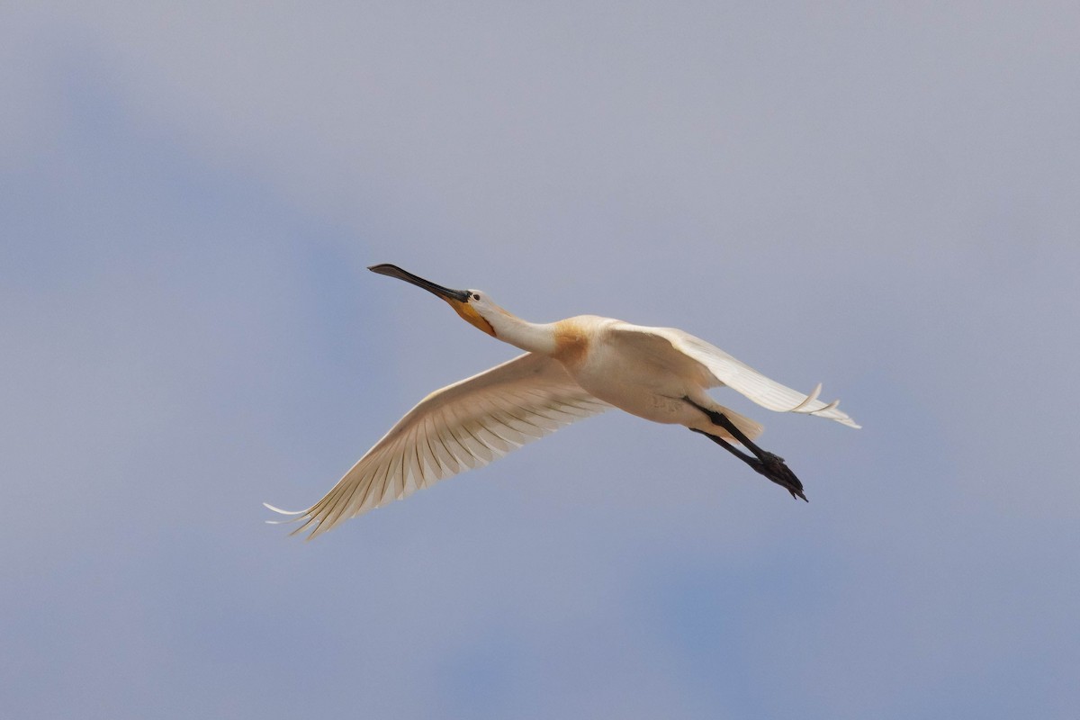 Eurasian Spoonbill - ML638373547