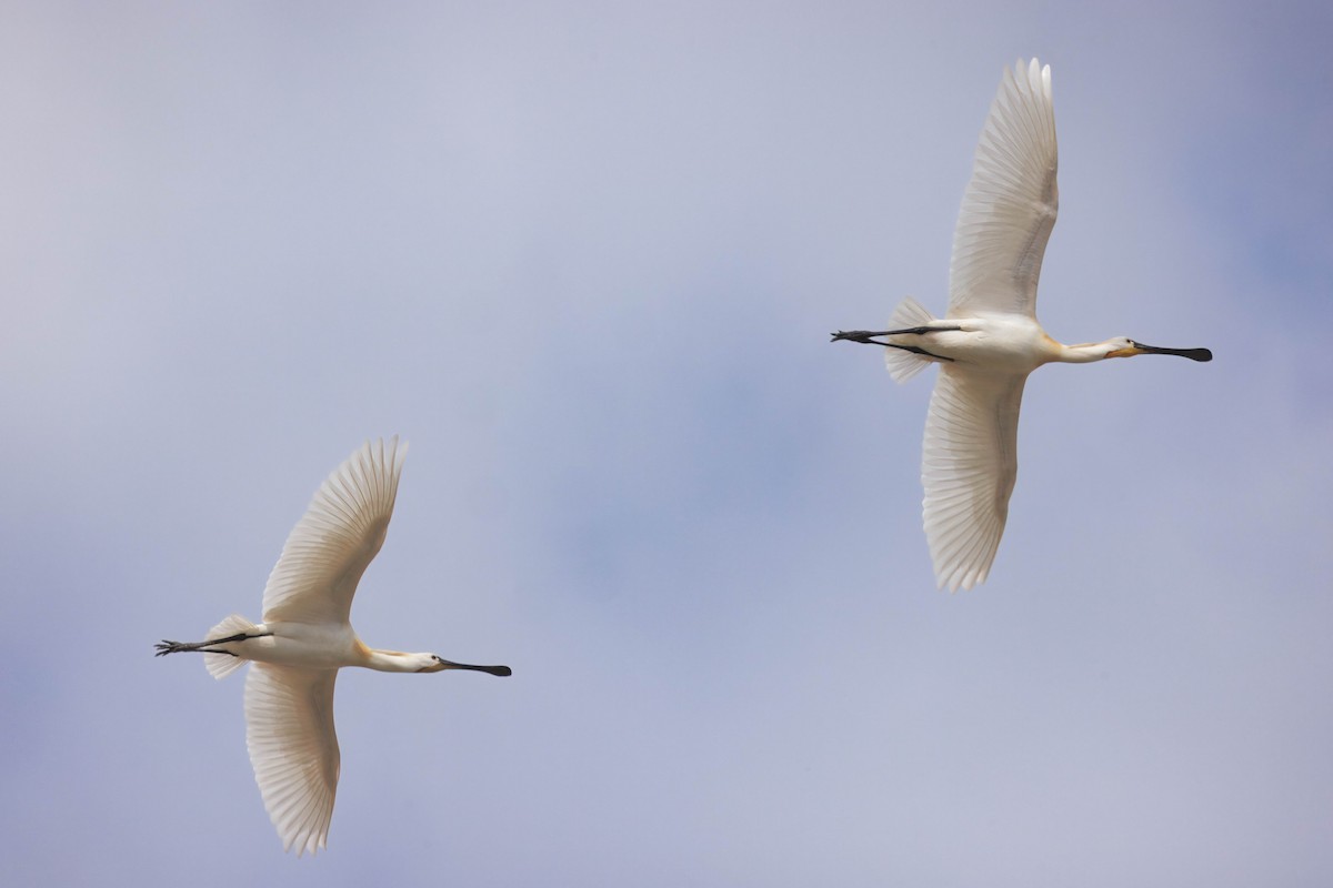 Eurasian Spoonbill - ML638373548
