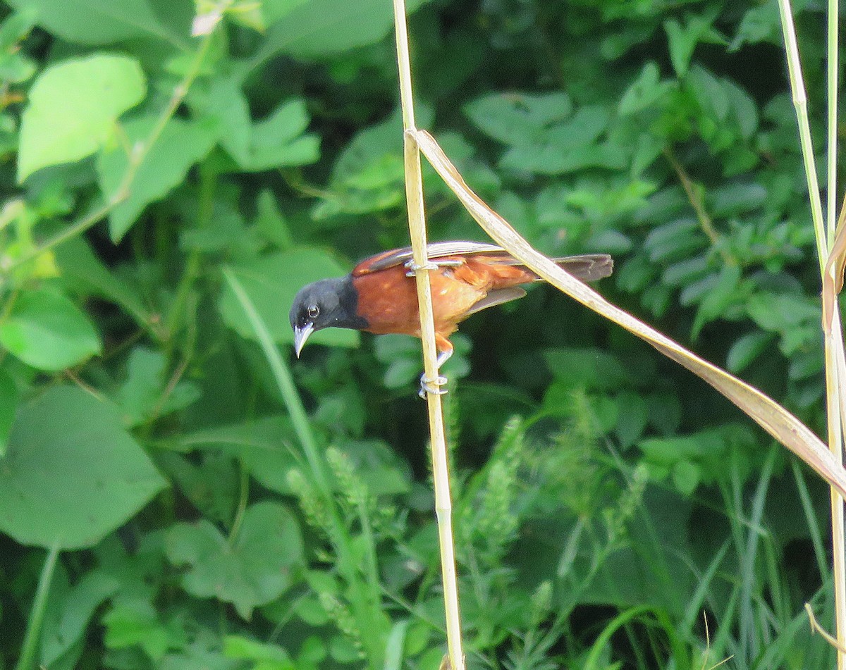 Orchard Oriole - ML638373551