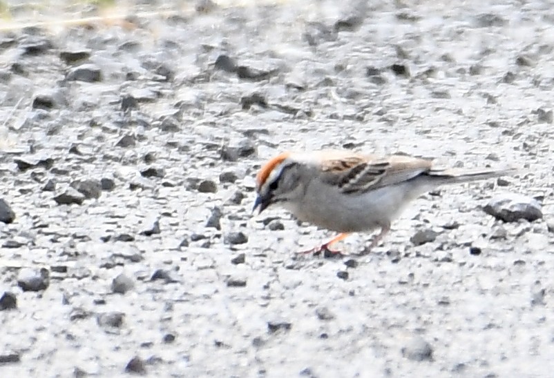 Chipping Sparrow - ML638373552
