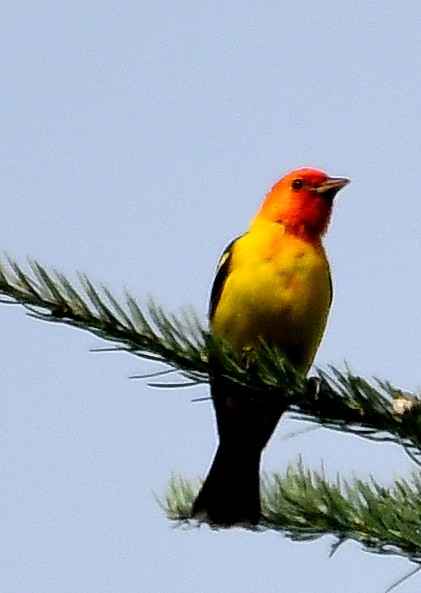 Western Tanager - ML638373567