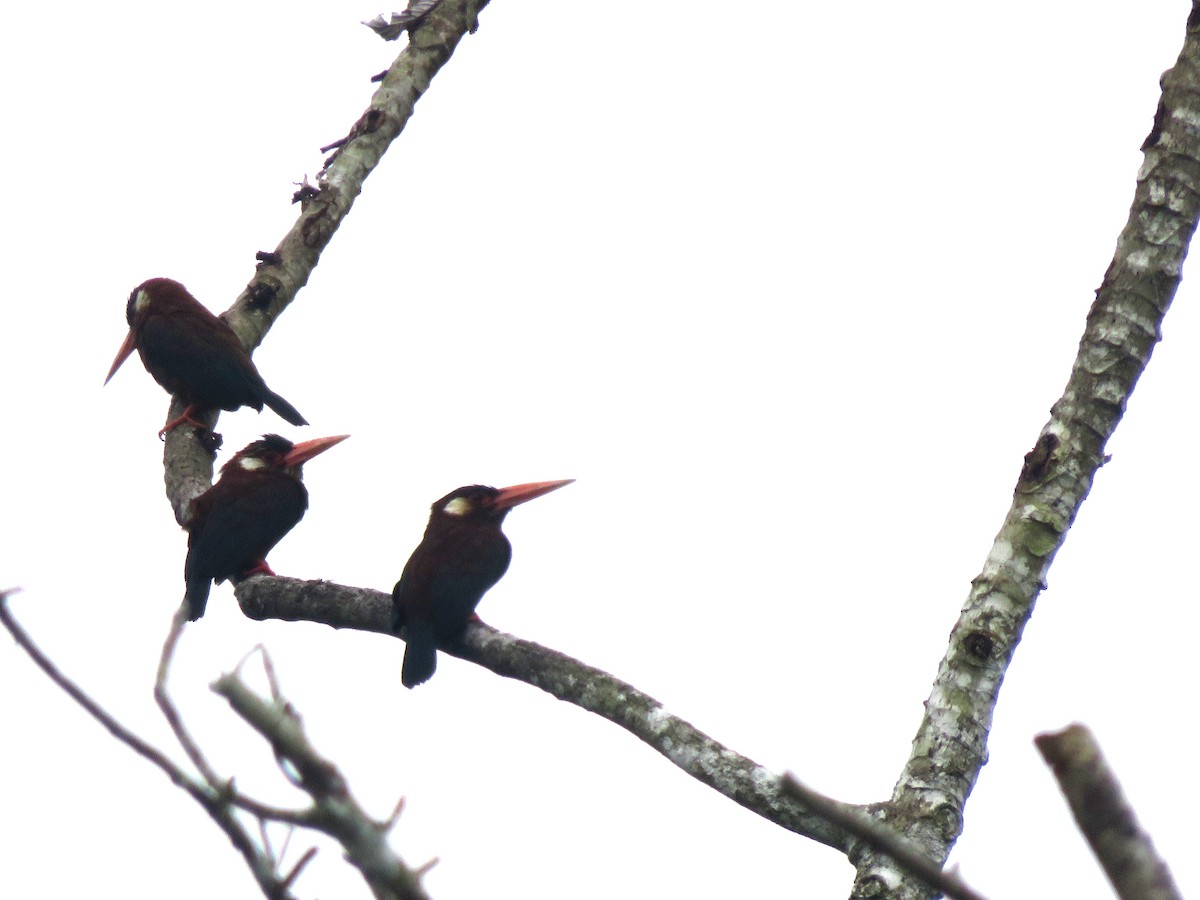 White-eared Jacamar - ML638373596