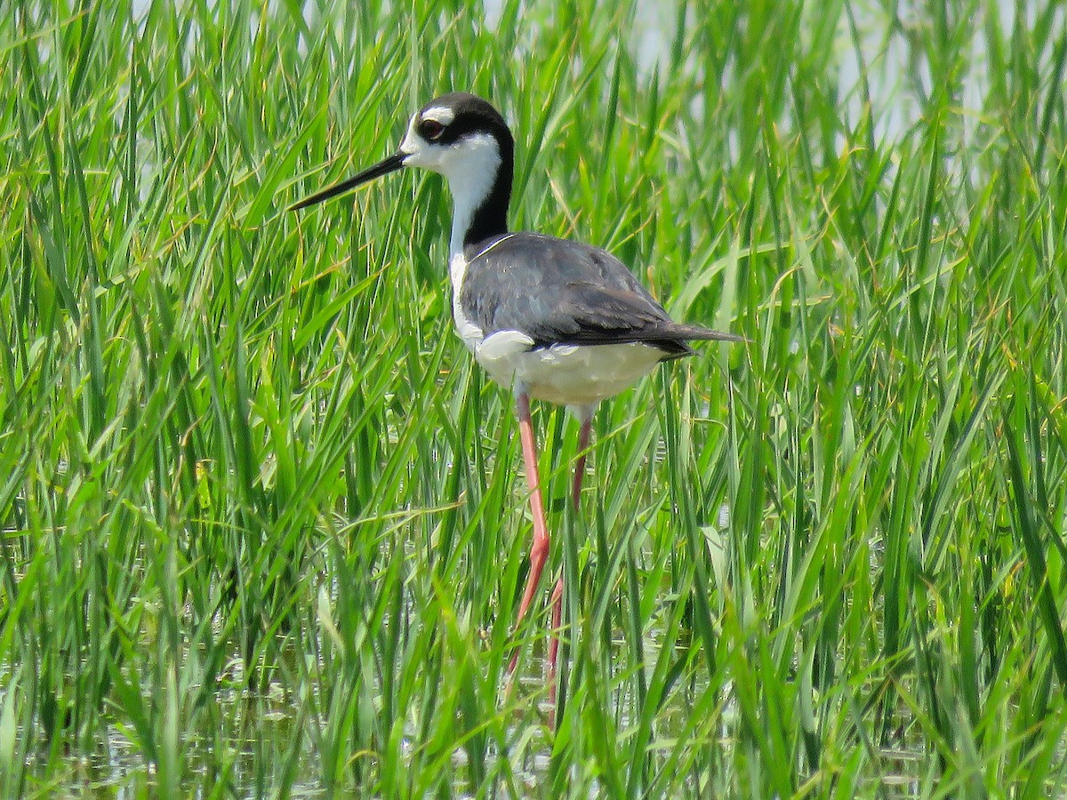 Black-necked Stilt - ML638373629